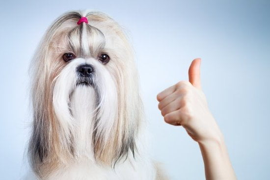 How Long to House Train an Older Dog 1 Steps and timeline on how long it typically takes to house train an older dog