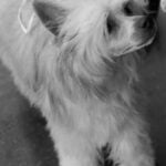 What Equipment Do You Need for Dog Agility Training Dog agility training equipment: agility tunnels, weave poles, jumps, A-frame, seesaw, pause table, and tire jump