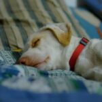 Suggestions for Training a Puppy for Attack Dog Purposes - Tips and Techniques