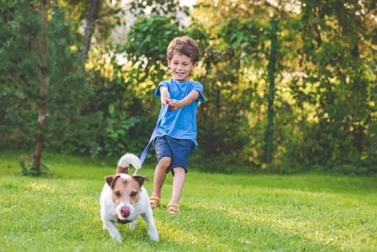 Step-by-step guide on how to train a dog to eat independently