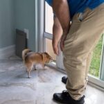Is It Legal to Train Your Own Service Dog Is it legal to train your own service dog? Know the regulations and requirements