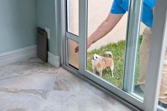 Leash-training a dog: Learn the proper techniques for successful leash training in dogs