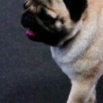 How Do You Train Your Dog on Gta 5 Step-by-step guide on training your dog in GTA 5: Master the controls and reward-based techniques!