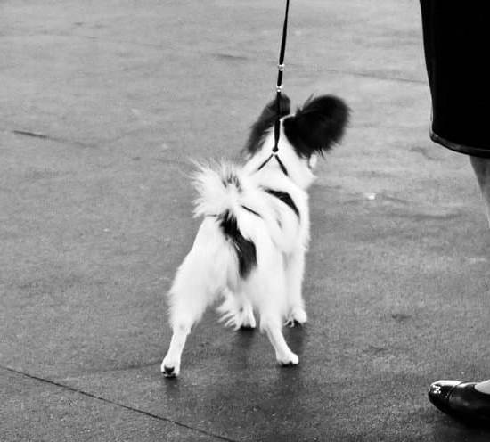 Step-by-step guide: How do I get my dog potty trained quickly and effectively?