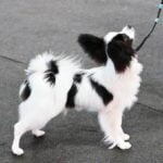 Step-by-step guide on how to train police dogs for job training purposes