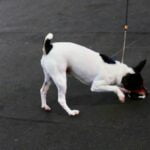 How to Teach an Old Dog Toilet Training Step-by-step guide on toilet training for old dogs, including effective methods and helpful tips