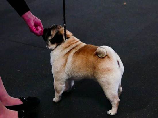 How to potty train a dog on puppy pads - useful step-by-step guide!