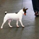 How to Train an Australian Cattle Dog Not to Bite Step-by-step guide on training Australian Cattle Dogs to stop biting behavior effectively