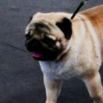 Suggestions for effective alt text related to 'Are Adopted Dogs Hard to Train': A helpful training guide for owners of adopted dogs