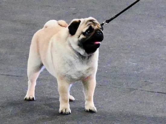 What Does It Mean When a Dog Is Potty Trained 1 Suggesting effective measures to understand what it means when a dog is successfully potty trained