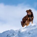 Skilled and independent DO-IT-YOURSELF DOG TRAINER with effective training techniques