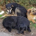 How to Train Dog to Jump Over Hurdles Step-by-step guide: Training your dog to successfully jump over hurdles