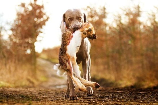 Training a dog to protect against intruders: Step-by-step guide on how to train your dog to attack