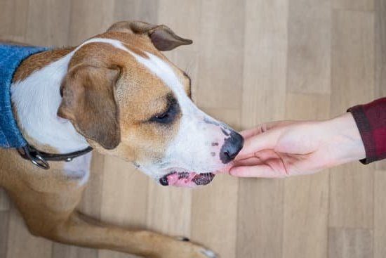 Image of a dog owner successfully potty training an older dog using positive reinforcement techniques