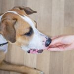 Step-by-step guide on how to toilet train an older dog quickly and effectively