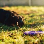 A Video of a Dog Getting Trained A captivating video showcasing effective dog training techniques with a well-behaved canine