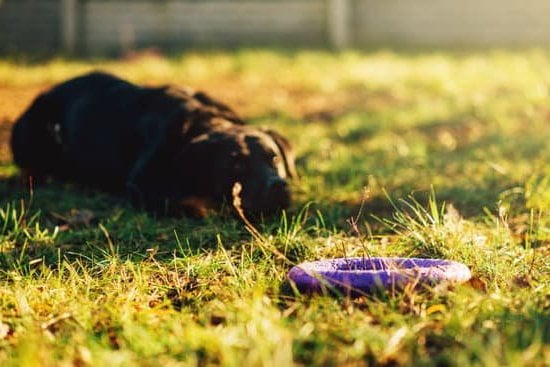 Suggested alt text: A service dog in training wearing a vest with the words 'Training Required to Qualify'
