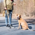How to Train Your Dog to Give You Her Paw Step-by-step guide on teaching your dog to give her paw during training sessions