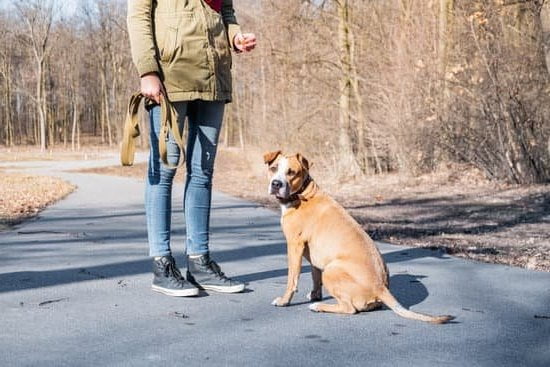 How to Train Your Dog to Give You Her Paw 1 Step-by-step guide on teaching your dog to give her paw during training sessions