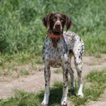 How to Train You Dog to Attack Burglars Sims 3 Step-by-step guide on training your dog to attack burglars in Sims 3