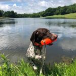 Determining the Right Time to Start Training a Rescue Dog: Expert Guidance and Tips