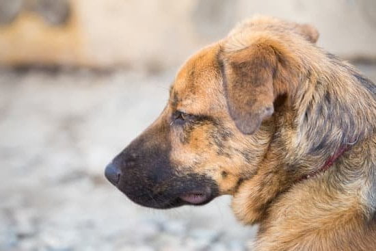 How Do You Train an Aloof Dog 1 Suggestion: A step-by-step guide on training an aloof dog to be more sociable and obedient