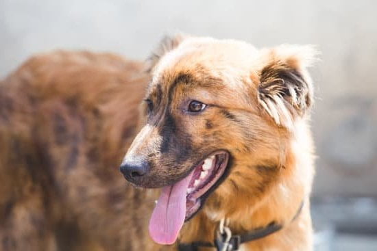 How to Train Dog to Stay With Clicker 1 Title: Step-by-Step Guide: Training Your Dog to Stay Using a Clicker