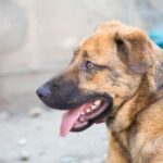 How to Train a Dog to Stop Play Biting Step-by-step guide on how to train a dog to stop play biting behavior effectively