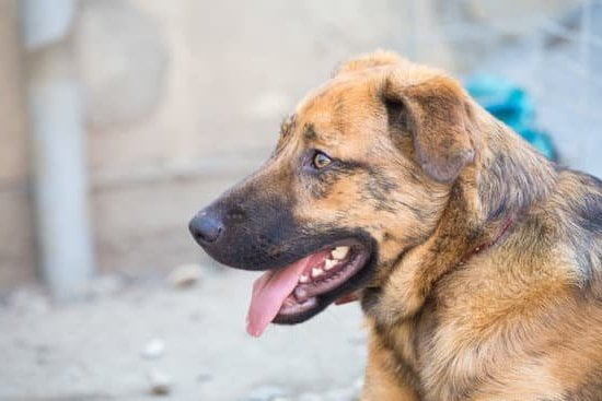 Step-by-step guide on how to train a dog to stop play biting behavior effectively