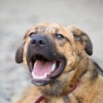 Step-by-step instructions on teaching your dog to stay off the bed at night