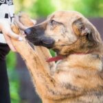 How to Train Dog to Shake Body Step-by-step guide on how to train a dog to shake their body
