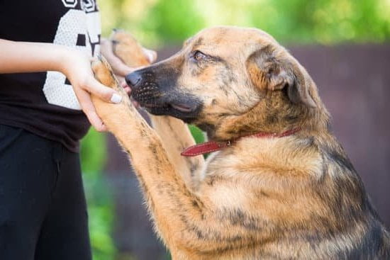 Step-by-step guide on how to train a dog to shake their body