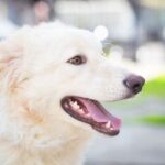 Are Drug Sniffing Dogs Trained to Detect Marijuana or THC Drug-sniffing dogs undergo specialized training to detect marijuana or THC with remarkable accuracy