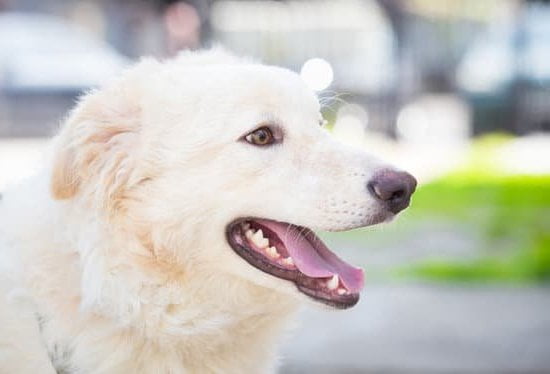 Drug-sniffing dogs undergo specialized training to detect marijuana or THC with remarkable accuracy