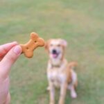How to Potty Train Adult Dog Fast Step-by-step guide on how to quickly potty train your adult dog to ensure fast results