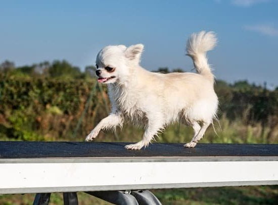How to Train My Dog Not to Bite Me 1 Step-by-step guide on teaching a dog to refrain from biting their owner