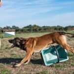 How Can I Obtain Drugs to Train Sniffer Dogs Alt text suggestion: Step-by-step guide on obtaining drugs for training sniffer dogs