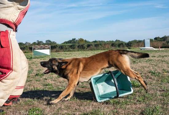 How Can I Obtain Drugs to Train Sniffer Dogs 1 Alt text suggestion: Step-by-step guide on obtaining drugs for training sniffer dogs