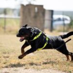 How to Talk Dog Dog Training Smart Training Clicker Training Learn effective dog training techniques including clicker training and smart training tips on how to communicate with your canine companion