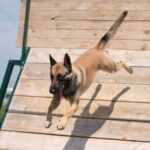 Training a service dog to identify and respond to dissociative states is possible