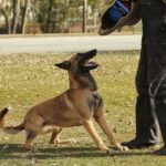 A Better Canine Dog Training Inc. Overland Park Ks A BETTER CANINE Dog Training Inc. - Premier dog training services in Overland Park, KS