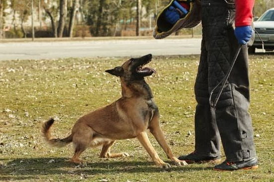 A BETTER CANINE Dog Training Inc. - Premier dog training services in Overland Park, KS