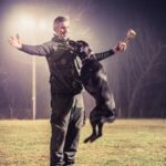 Alt text suggestion: Effective methods to train a dog to reduce aggression in just a few steps