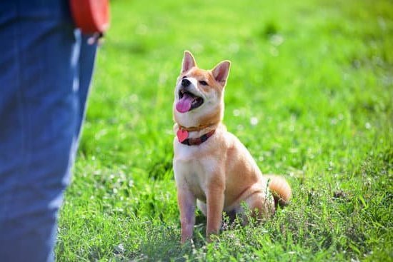 Train a 3-year-old dog: Tips & Methods to Teach New Skills and Behaviors