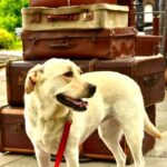 How to Train Your Dog to Be Good Off Leash Step-by-step guide on how to train your dog to be well-behaved off leash