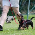 How to Train My Dog to Stay Down Sitting Labrador Retriever with focused eyes, displaying perfect obedience in 'how to train my dog to stay down'