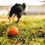 What Is Purely Positive Dog Training Purely Positive Dog Training: A humane and effective method for training dogs using positive reinforcement