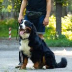 How to Train Your Dog in 2 Weeks Step-by-step guide on how to train your dog in just 2 weeks