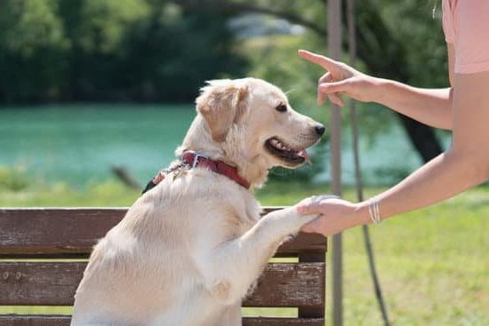 Top-rated organizations offering trained service dogs to individuals in need