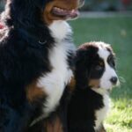 Is It Easier to Potty Train a Second Dog Suggested alt text: 'Tips for Potty Training a Second Dog: Is it Easier?'